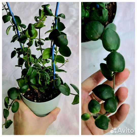 Эсхинантусы разные виды, Гипоцирта