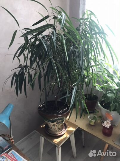 Фикус бартери