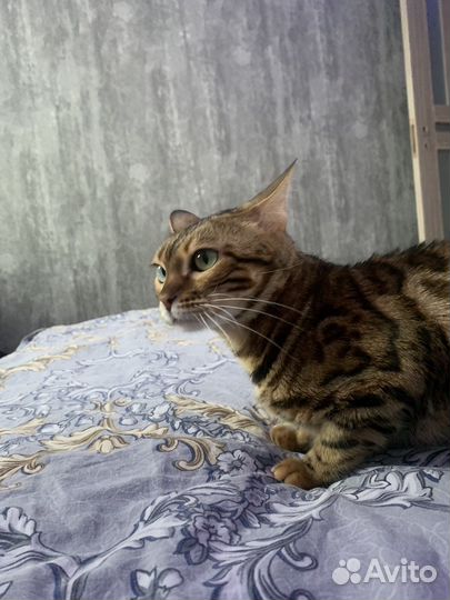 Бенгальская кошка вязка