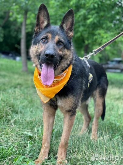 Немецкая овчарка из приюта Некрасовка