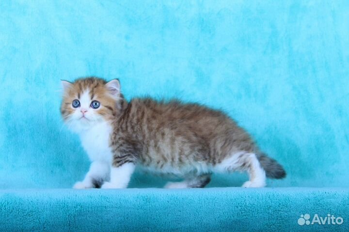 Котята хайленд фолд