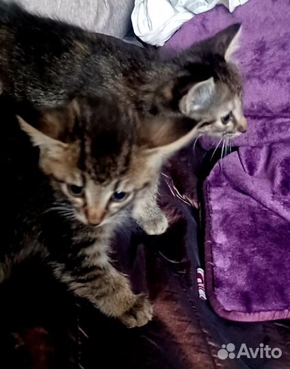 Опасные камышовые коты