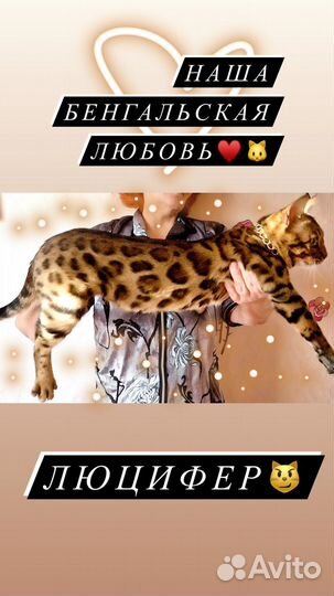 Бенгальские котята