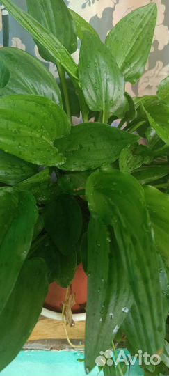 Дримиопсис