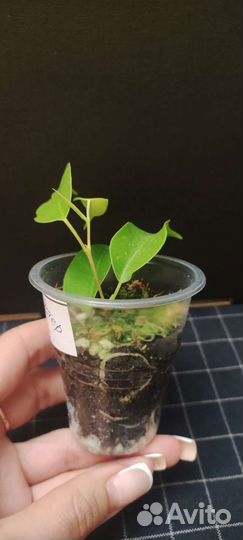 Фикус Эльдорадо и Эстер