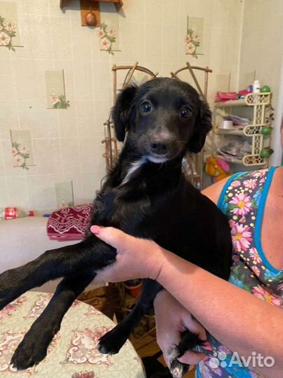 Щенки в добрые руки