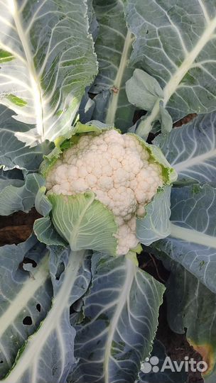Цветная капуста