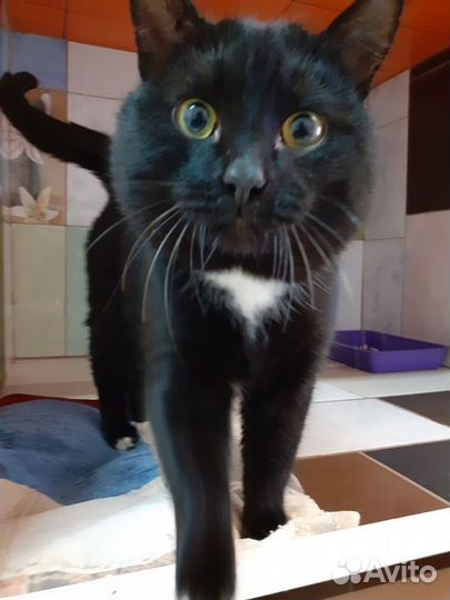 Котик Гвидон в поисках дома