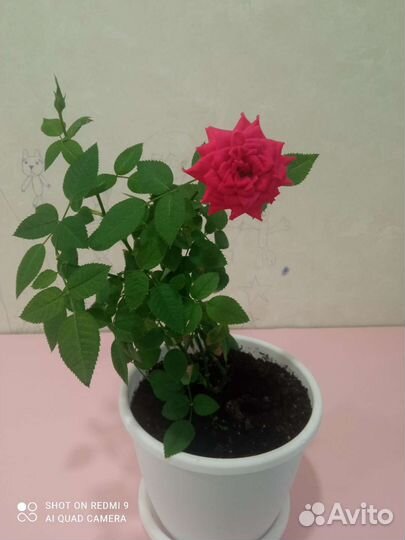 Роза с горшком