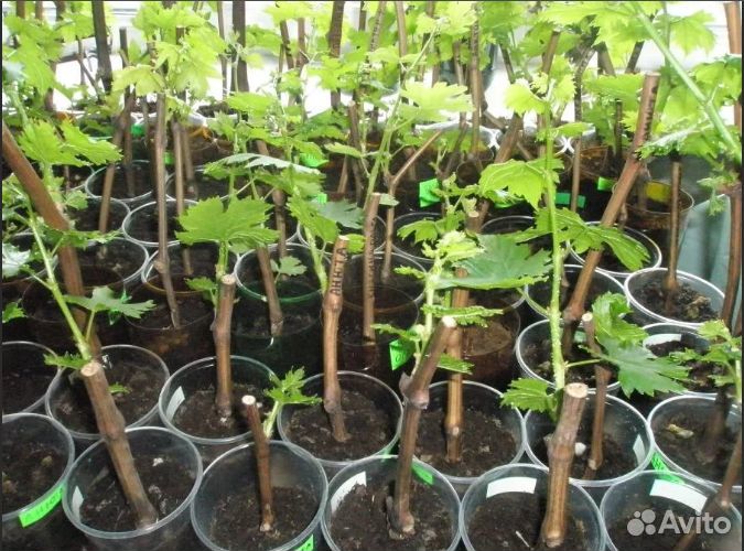 Саженцы винограда двухгодичные