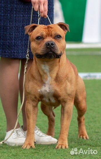 Стаффордширский бультерьер вязка