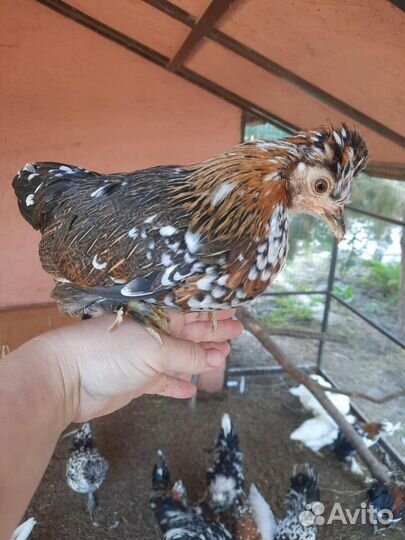 Бентамка инк. яйцо