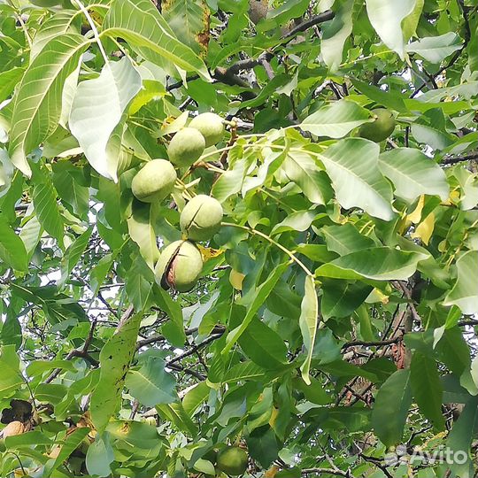 Почвопокровная вероника. Грецкий орех