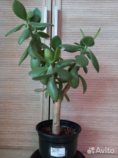 Денежное дерево, толстянка, крассула