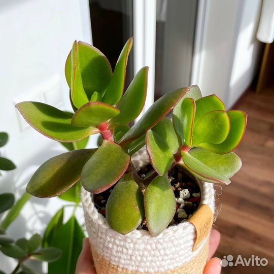 Крассула Овата Обликва (Толстянка Денежное дерево)
