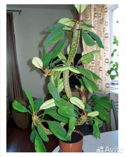 Молочай ребристый. Детки