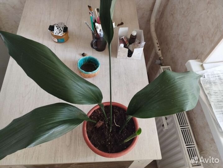 Аспидистра