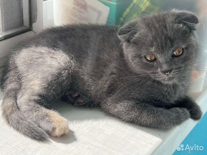 Котята шотландцы вислоухие