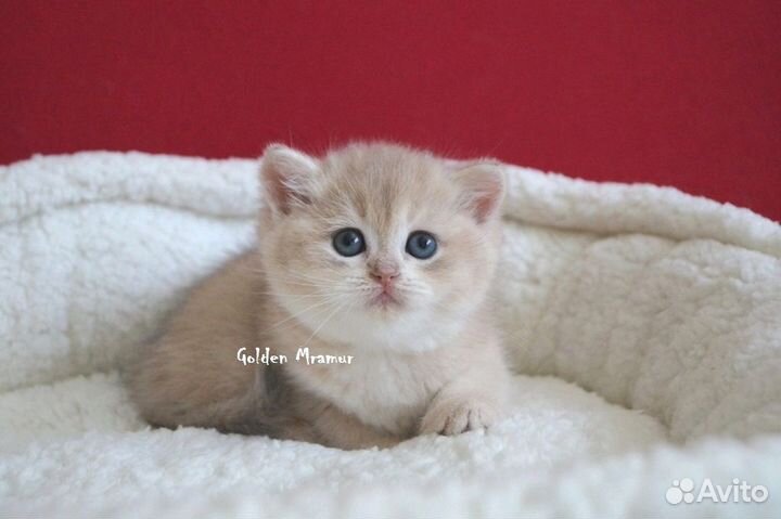 Котик по имени Десерт
