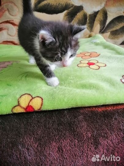 Котята в добрые руки 1 месяц