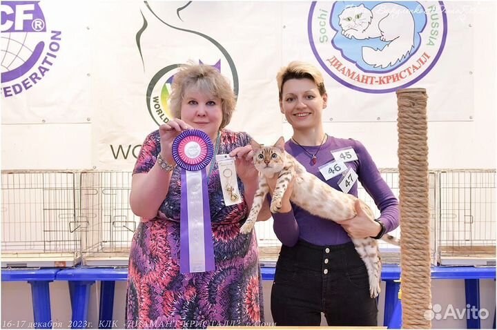 Снежный котик юный чемпион с родословной