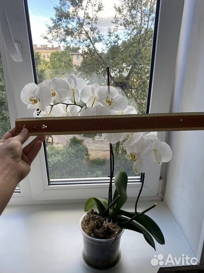 Орхидея фаленопсис биг лип белая