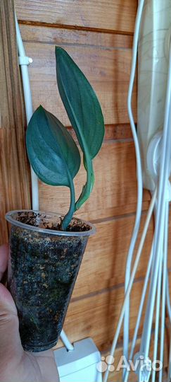 Комнатные растения 2ч