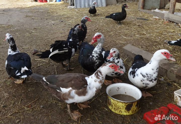 Яйцо индоутки на инкубацию