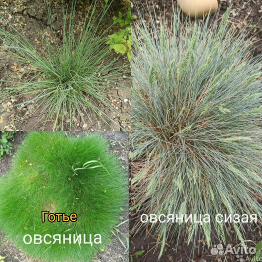Уличные растения