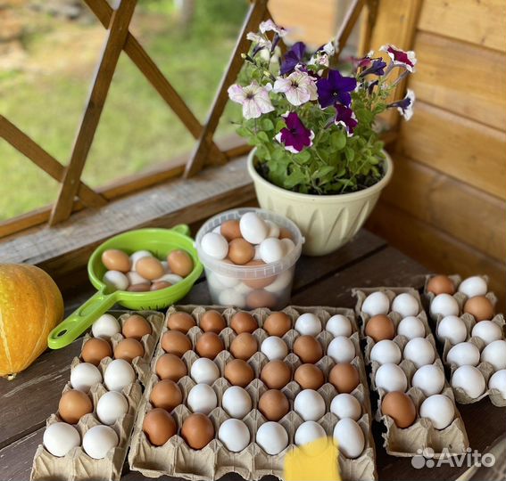Домашние куриные и перепелиные яйца