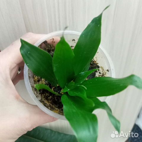 Сингониум Мотлед крупномер