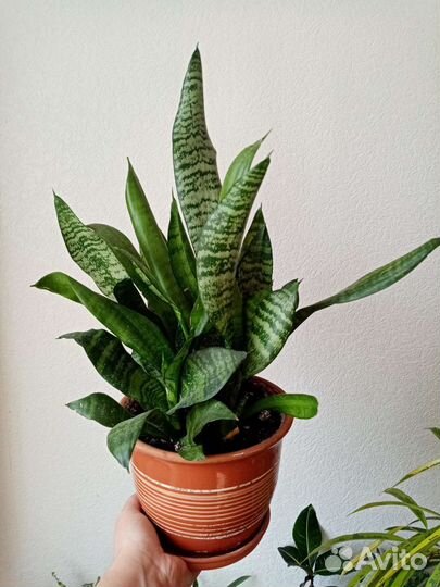 Сансевиерия. Папоротники. Драцена. Сциндапсус