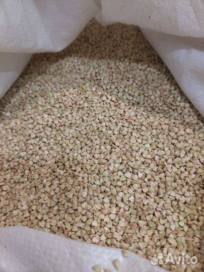 Зеленая гречка