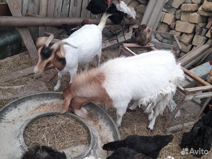 Козы 6ти 5ти литр, козлята, бурские и др