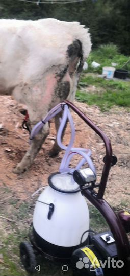 Корова дойная