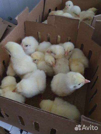 Суточный бройлер кобб 500