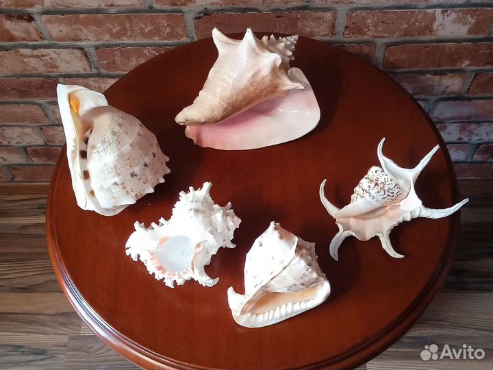 Ракушки морские