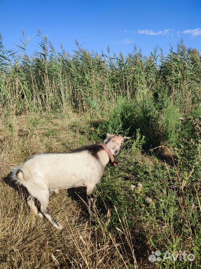 Козел, козлята