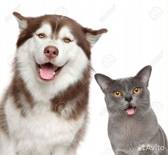 Зоогостиница