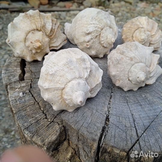 Раковины рапана