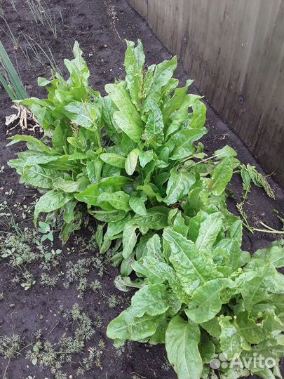 Зелень свежая с огорода