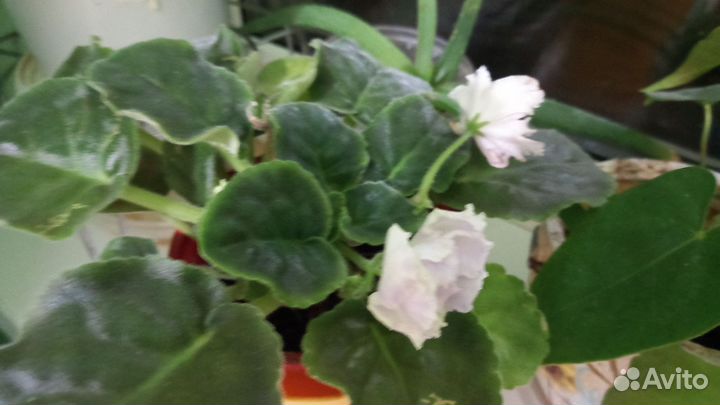 Цветы (сенполия вечноцветущая)