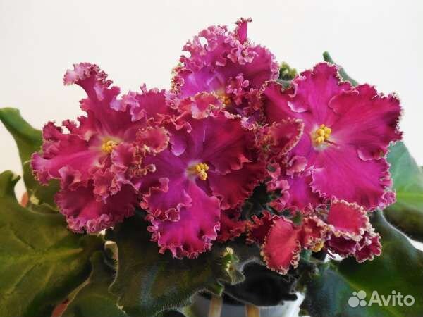 Фиалки селекционные