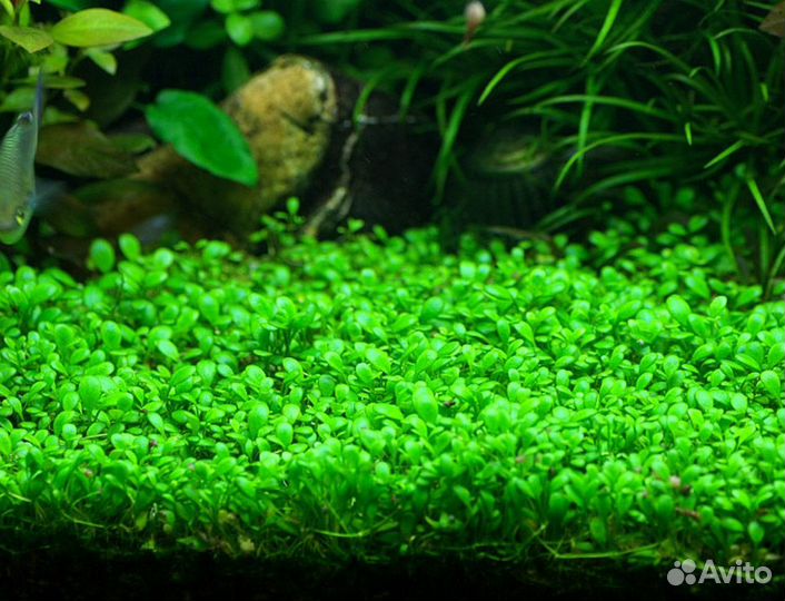Аквариумные растения