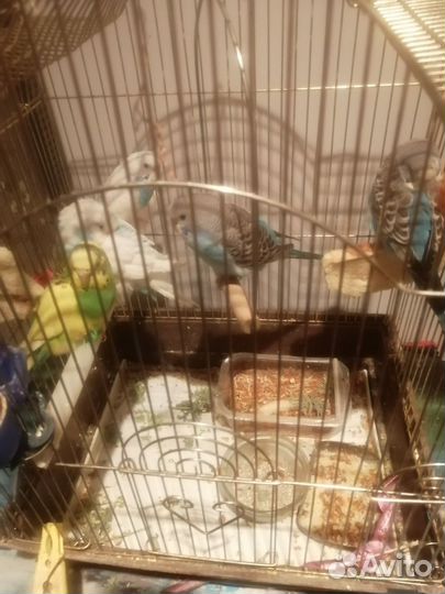 Попугаи волнистые, малыши 2-3 месяца