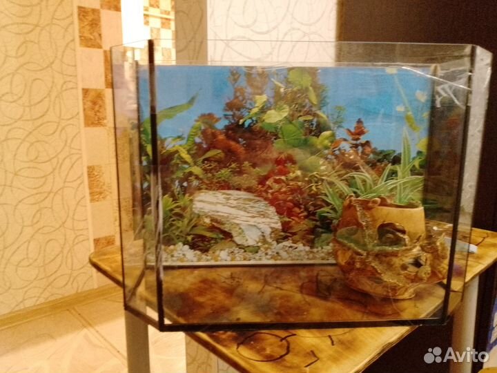 Авюквариум