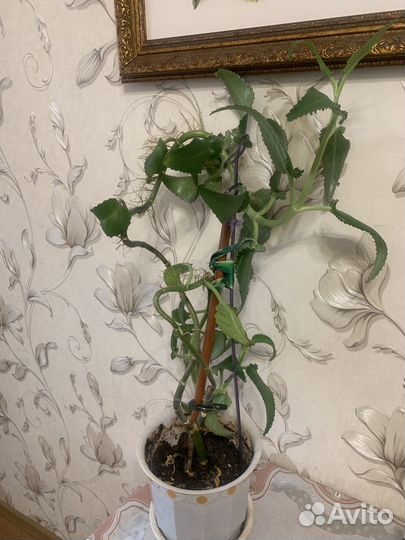 Каланхое лечебное