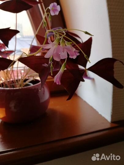 Комнатные цветы кислица