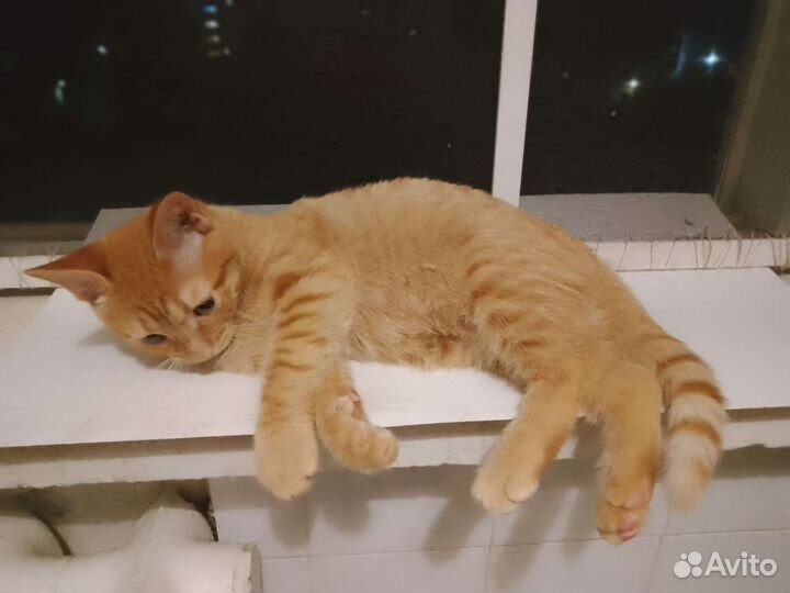 Котята подросли.ищут дом