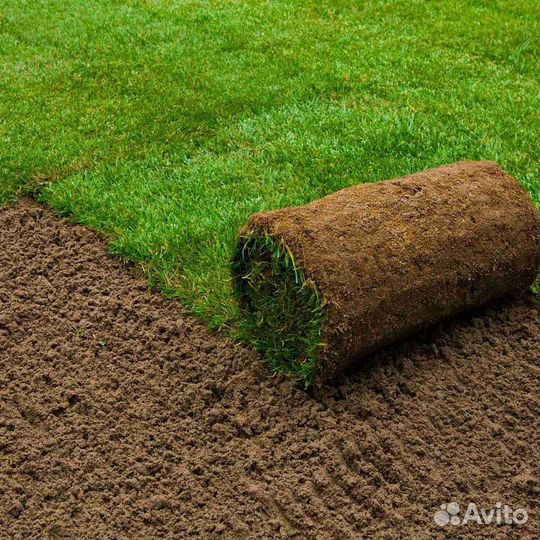 Рулонный газон с укладкой